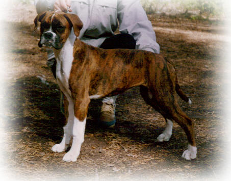 Gossip 4 mnader 1991