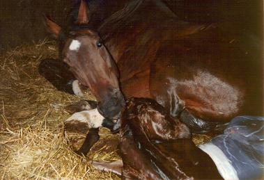 Diana Pegasus med frstfdd. Dianabol 1978 mamma till Tapiol