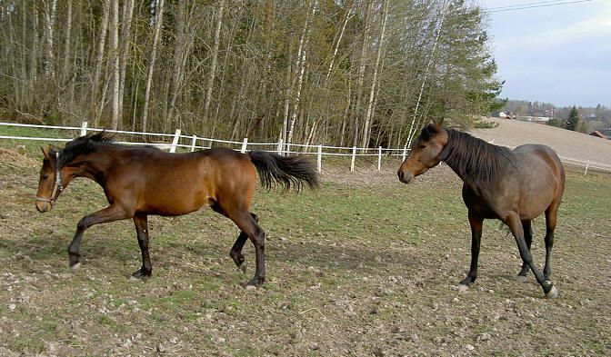 Dino och Diana 25 april 2007