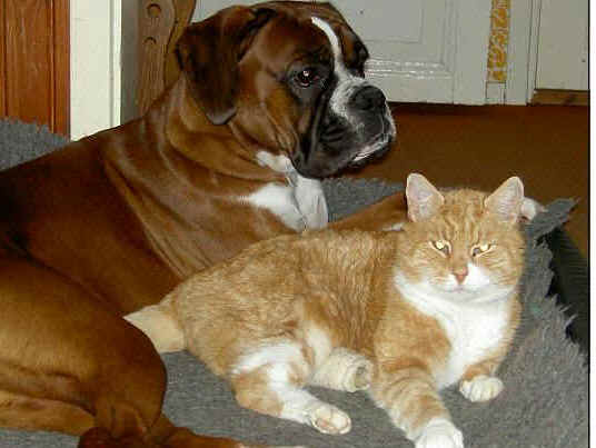 Garfield gillar nd att ligga hos Jolly