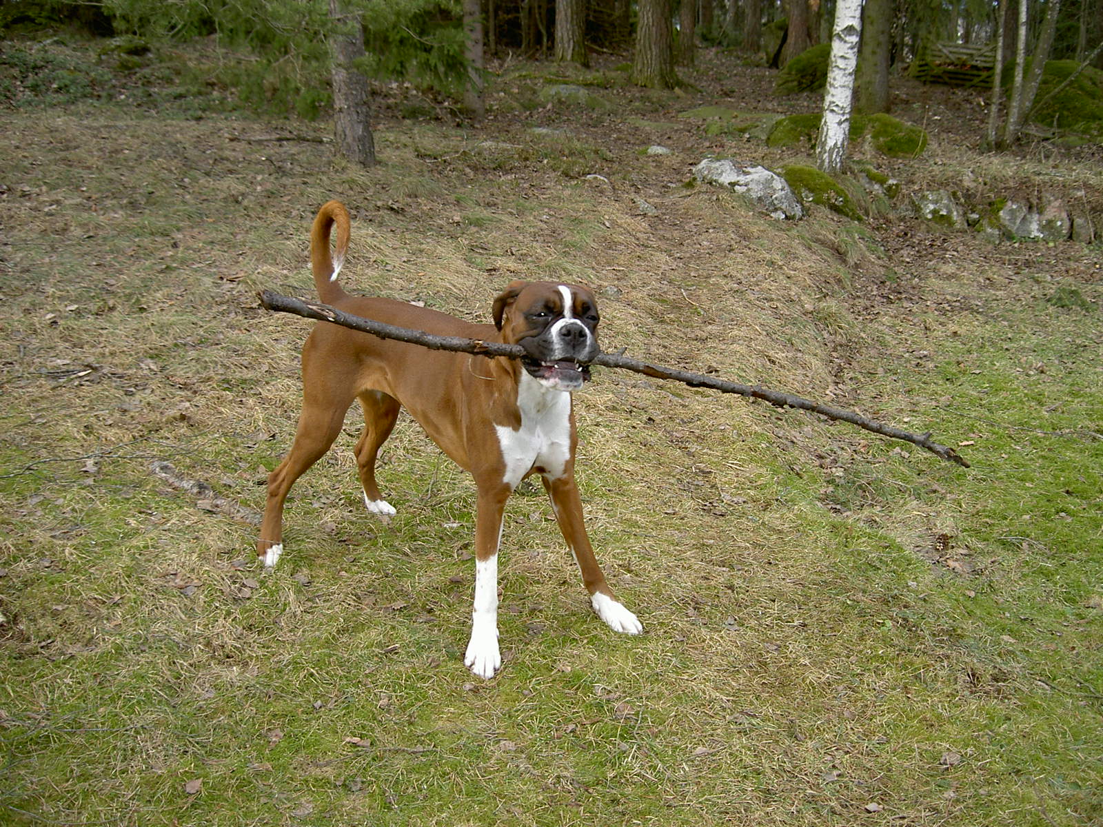 Jolly hjlper till med vrstdning 15 mars -07