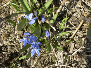 Scillan har just brjat blomma