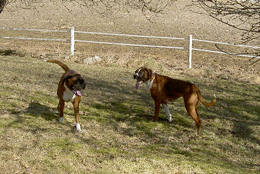 Tess och jolly brjar bli trtta efter att ha lekt en lng stund