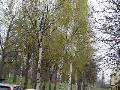 Bjrkar med musron redan i april